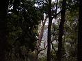 Forest, view to Numinbah Vallery, Binna Burra IMGP1574